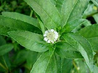 Click to buy Bhringraj Plant