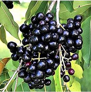 Click to buy Jamun Plant