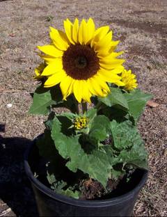 Click to buy Sunflower Plant