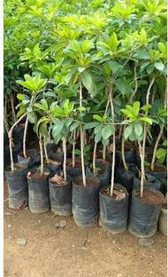 Click to buy Chiku Plant