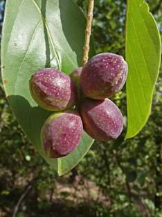 SRI SAI FORESTRY Terminalia Catappa Tree Seeds, Indian Almond Tree Seed