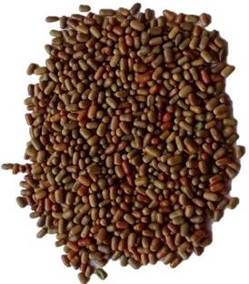 Numinous Shevri, Shevari, Sesbania Sesban, Fodder Tree seeds Seed