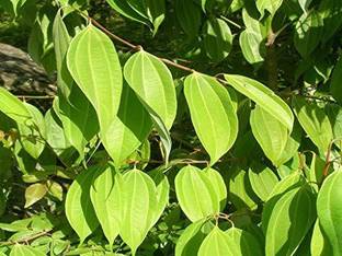 PALAK PLANTATION Bay Leaf Plant