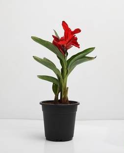Click to buy Canna Lily Plant
