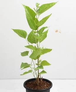 Click to buy Shahtoot/Mulberry Plant