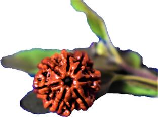ng gems Certified Natural 7 Mukhi Java Rudraksha (Sapta Mukhi Java Rudraksha, Seven-faced Java Rudraksha)-12 Wood Pendant