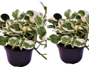 Click to purchase White Money Plant