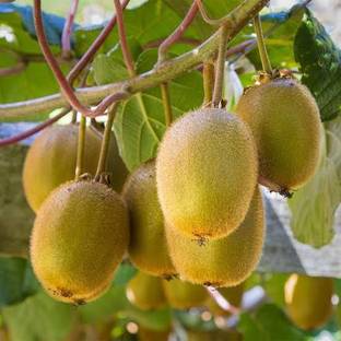 Click to buy Kiwi Plant