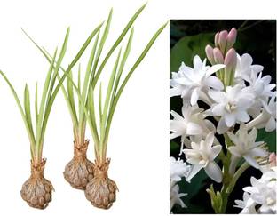Samarthgreens Tuberose/Rajnigandha Plant