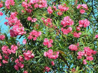 Click to buy Oleander Plant