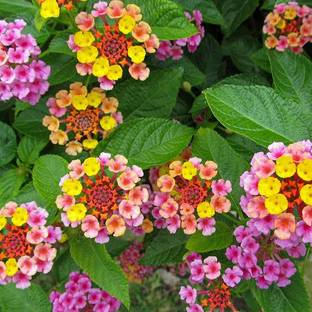 Click to buy Lantana Flower Seed Seed