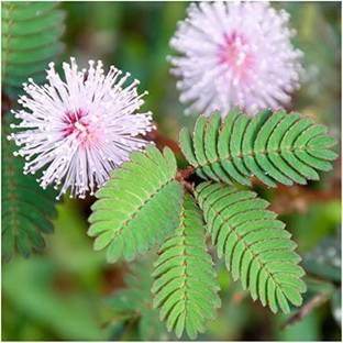 Click to buy Shy Plant