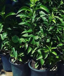 Click to buy Inermi Plant