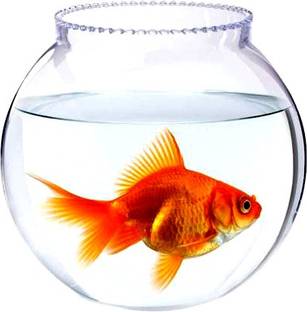 BILAL ANSARI beautiful looking shiny clear crystal glass for use to store fish round Glass Pet Bowl