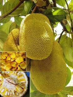 HEALTHY PLANT Jackfruit Plant