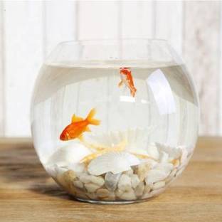 BILAL ANSARI 8 Inch W.C. ^ Round Ends Aquarium Tank