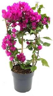 Click to buy Bougainvillea Plant