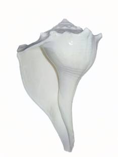 Narayan Religious Shopee Dakshinavarti (7.5 Cm Conch ) White Shankh Sacred Shankh