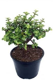 Click to buy Crassula Plant
