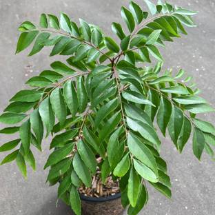 UGALOO Curry Leaf Plant