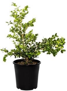 Click to buy Boxwood Plant