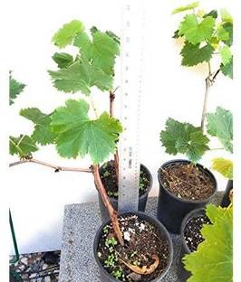 Click to buy Grapes Plant