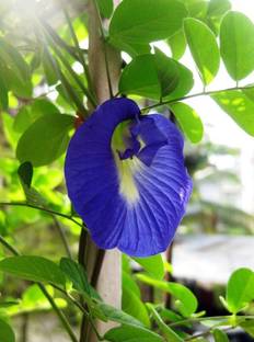 plantsworld Clitoria ternatea, Gokarni, Sankhapushpi, Butterfly Pea Flower Seed