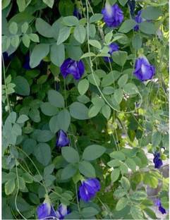 plantsworld Aparajita, Blue Bell Vine, Sankhapushpam Flower Seed