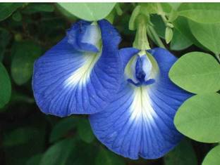 plantsworld Aparajitha, Clitoria ternatea, Shankhapushpam, Butterfly Pea Flower Seed