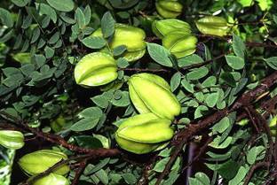 Click to buy Terminalia/Arjuna Plant