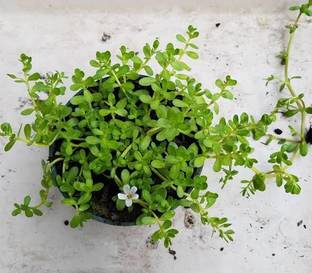 Click to buy Bacopa Monnieri