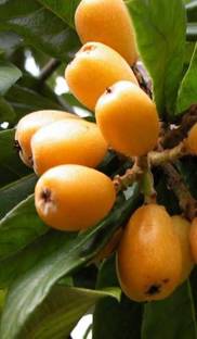 Sjeme Loquat Seed