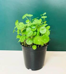 Click to buy Water Pennywort