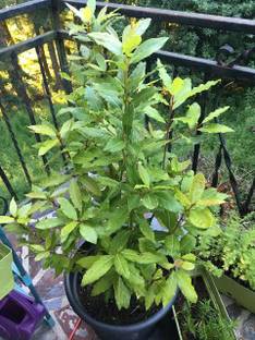 Click to buy Bay Leaf Plant