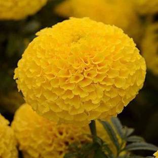 MAA Marigols Yellow Seed