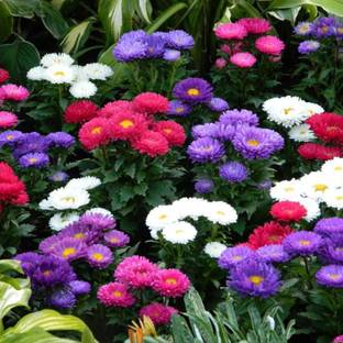 GRAH PRAVESH Aster, Aster flower seeds Seed