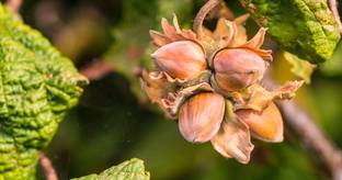 Green World HAZELNUT Seed