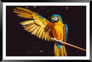 DBrush Parrot Bird Nature Painting Photo Framed for living room Office Synthetic wood Digital Reprint 18 inch x 12 inch Painting