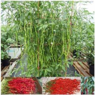 Wellspring CW6 CHILLI (MIRCH OR MIRCHI) SEED BEST QUALITY F1 HYBRID PRODUCER CHOICE SEED FOR YOUR HOME GARDENING. CHILLI IS FROM SOLANACEAE FAMILY AND ITS SCIENTIFIC NAME IS CAPSICUM FRUTESCENS. CHILLI IS A SPICE PLANT PACK OF 1 (15O SEEDS) Seed