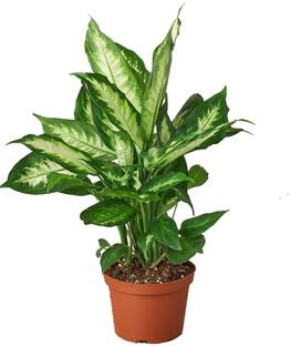 go4plants Dieffenbachia Plant