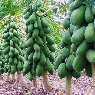 MKR Enterprises Papaya Seed