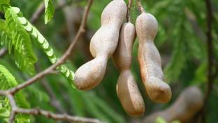 Green World IMLI KE BEEJ / TAMARIND SEEDS IMLEE KE BEEJ FOR FARMING & BONSAI GARDENING Seed