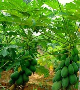 ROYAL NURSERY Papaya Plant