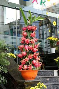 Megha Fish Farming Dragon Tree