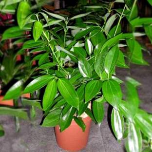 UGALOO Bay Leaf Plant