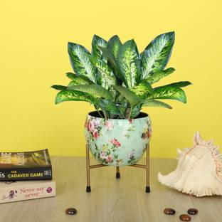 homspurts Homspurts Green printed Design Metal Desk Tabletop Pot With Stand(6 inches)T3 Plant Container Set
