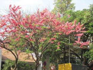 Green World CASSIA JAVANICA / APPLE BLOSSOM TREE SEEDS Seed