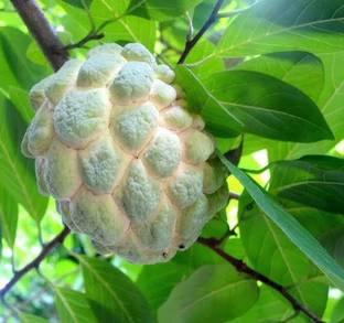 Click to buy Custard Apple Plant