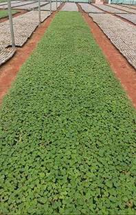 THAMMAR Red Lady F1 Hybrid Papaya Taiwan 786 Variety Seeds Seed