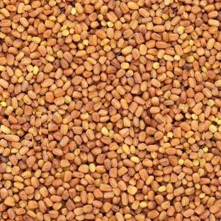 Green India Kalmegh, Green Chiraita, Andrographis Paniculata, Kariyat, kalpanath seed Seed